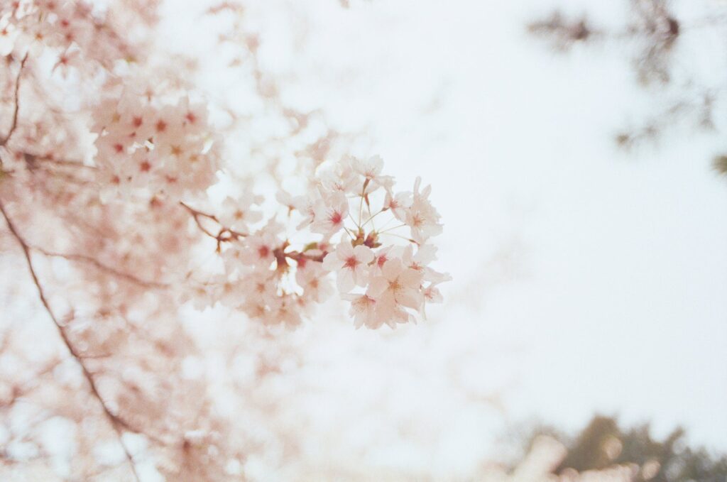 ona_minimal_gallery_1